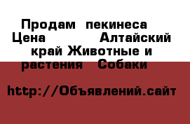 Продам  пекинеса  › Цена ­ 5 000 - Алтайский край Животные и растения » Собаки   